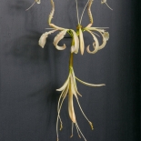 Lycoris-albiflora（2022.9.29,Kyoto.Japan）